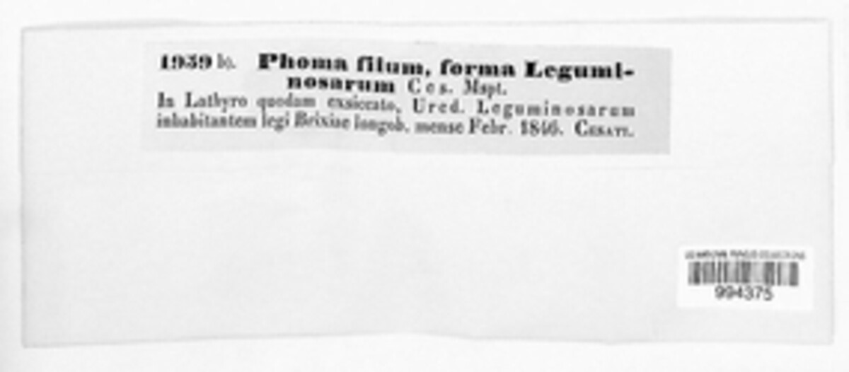 Sphaerellopsis filum image